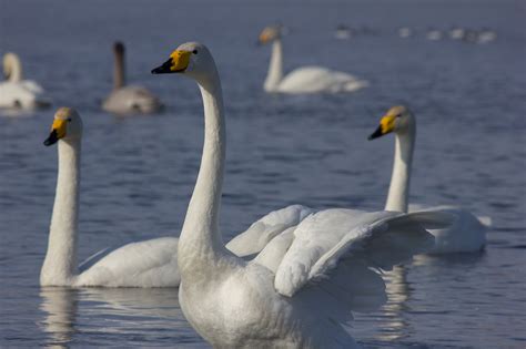 Swan Lake on Behance