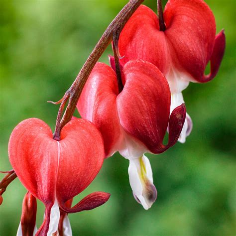 Valentine Dicentra Shade Perennials From Gurney S