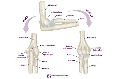 Elbow Anatomy Injuries And Treatment