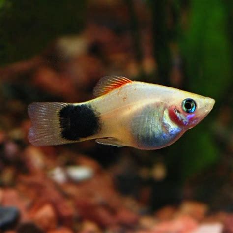 Assorted Mickey Mouse Platy Group Tropical Fish For Freshwater