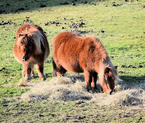 Miniature Horse Care and Feeding - Passionate Horsemanship