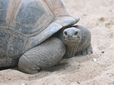 The Online Zoo Aldabra Giant Tortoise