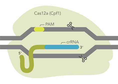 Crispr Cas12a Cpf1 Genome Editing Idt