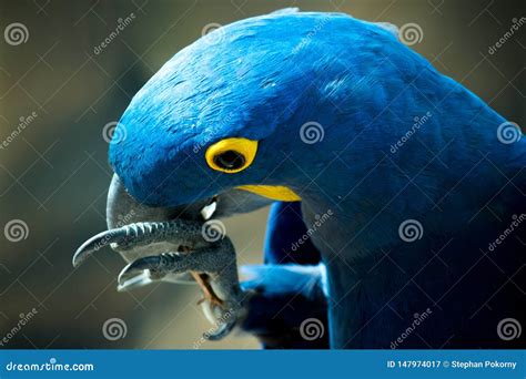 Parrot On A Stick With Its Beak Wide Open Stock Image Cartoondealer