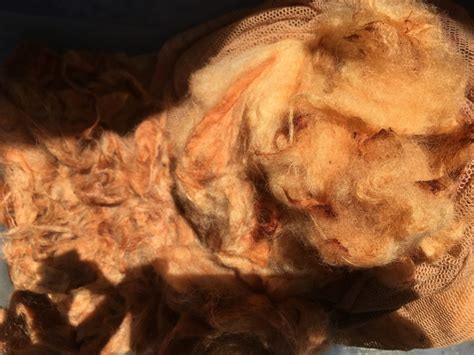 Onion Skin Dyeing Central Coast Handweavers Spinners Textile Arts