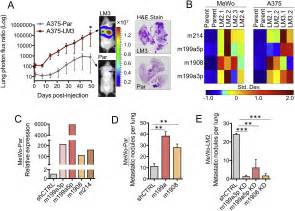 Convergent Multi MiRNA Targeting Of ApoE Drives LRP1 LRP8 Dependent