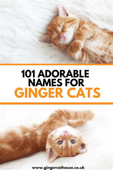 101 Adorable cat names for ginger cats! | Ginger cat names, Cute cat ...