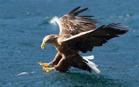 White Tailed Sea Eagle Ocean Treasures Memorial Library