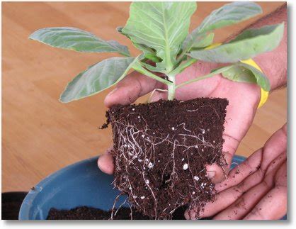 Transplanting Seedlings – Cabbage – GEEKGARDENER