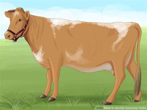 How to Identify Guernsey Cattle: 8 Steps (with Pictures) - wikiHow