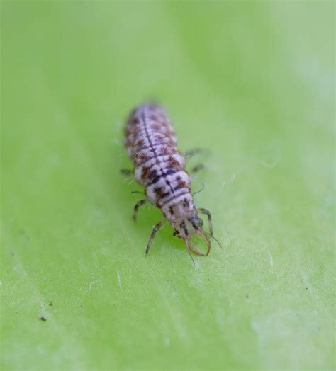 Green Lacewing Larvae – Tip Top Bio-Control