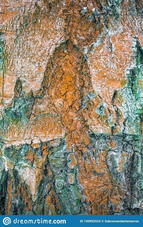 A Fragment Of Old Bark Furrowed By Cracks Stock Photo Image Of