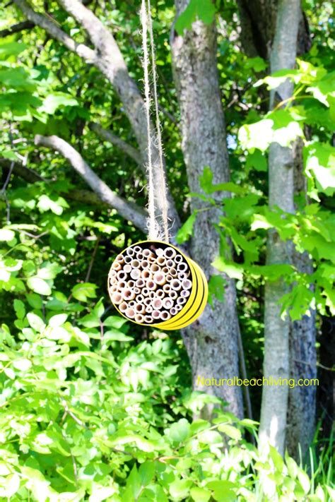 How to Make a Mason Bee Habitat - Perfect Life Cycle of a Bee Activities - Natural Beach Living