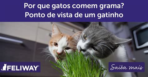 Por Que Os Gatos Comem Grama Ponto De Vista De Um Gatinho