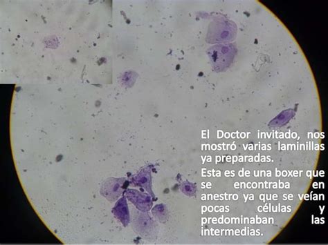 Citología vaginal en caninos PPT