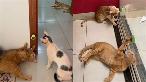 V Deo Cracol Ndia Gatos Brigam Por Erva E Apresentam Comportamento