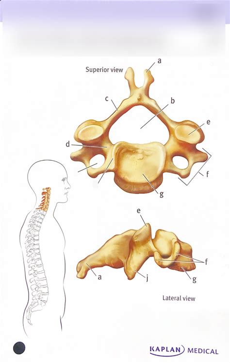 Cervical Vertebra Superior And Lateral Views Diagram Quizlet