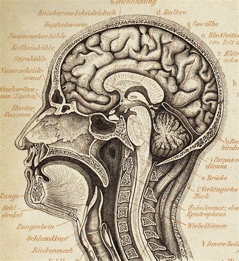 Brain Anatomy POSTER Brain Chart Scientific Illustration | Etsy