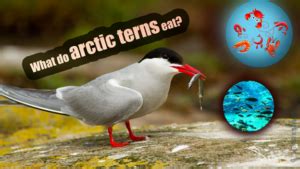 Arctic Tern Facts Habitat, Diet, Conservation, & More – sharksinfo.com