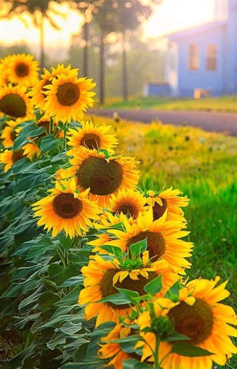 Girasoles Beautiful Flowers Sunflower Garden Sunflower Pictures