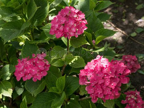 Hortensia Flor Hortensia Macrophylla En Un Jard N Foto De Stock