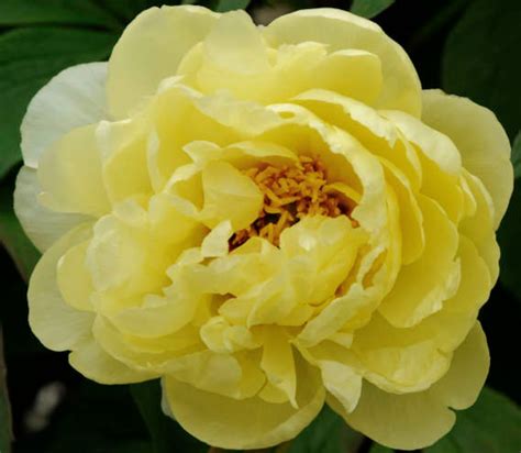 Peony Tree Kinshi Aka Chromatella Potted Plant Halifax Perennials