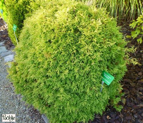 Thuja occidentalis 'Rheingold' -Gold-Lebensbaum- - Böhlje ...