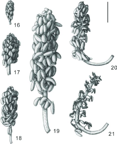 Drawings Of The Development Process Of The Pollen Cone Of Ginkgo Biloba Download Scientific