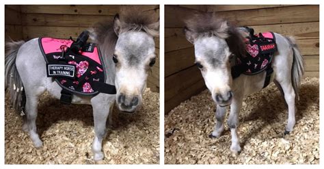 Miniature Horses Make Great Service Animals – Saddled and Ready