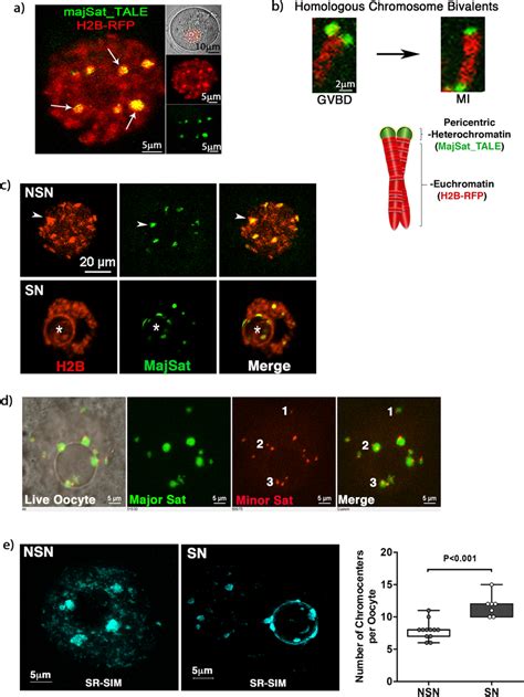 Live Cell Imaging Of Major Satellite Dna Using Fluorescent Tales A