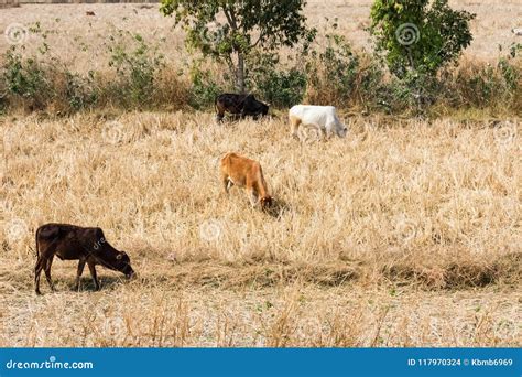 A Group Of Bull Cow Grazing Paddy Straw On Paddy Field After