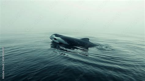 Minimalist Image Of Vaquita Swimming In Clear Blue Waters Highlighting