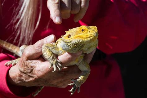 4 Best Bearded Dragon Breeders (in the US)