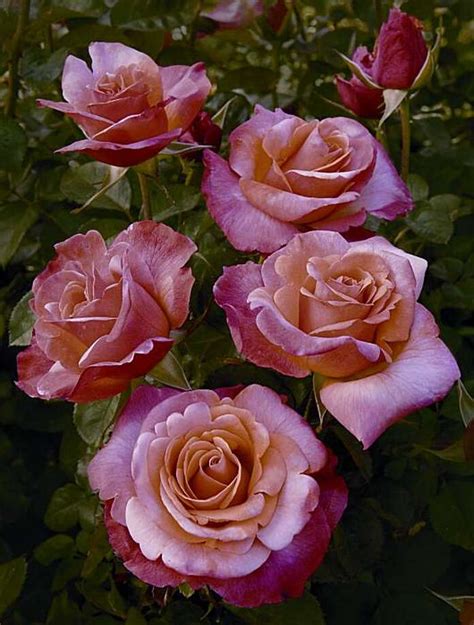 Secrets to radiant roses - SFGate