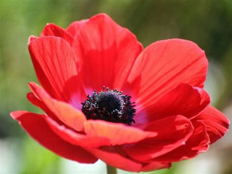 Land of Israel: National Symbols of Israel – National Flower | National symbols, Flowers, Plants