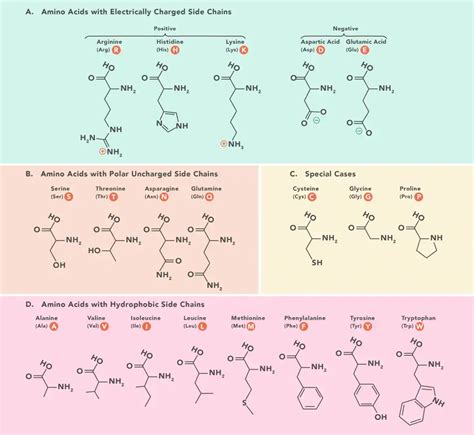 Amino Acids - Physical Properties, Structure, Classification, Functions ...