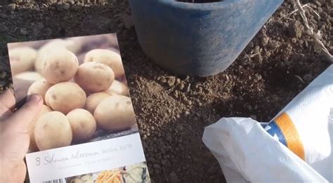 C Mo Cultivar Patatas Con Sacos La Huerta De Ivan