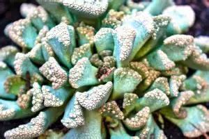 Titanopsis Calcarea Succulentdotcare