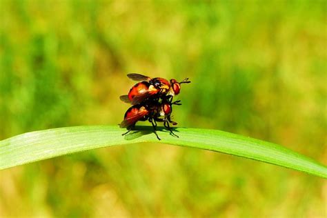 Djur Ryggradsl Sa Insekter Gratis Foto P Pixabay Pixabay