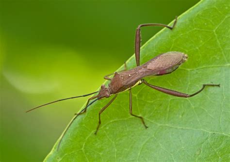 Taxonomy Alydidae Broad Headed Bugs Observation Org