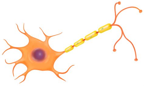 Diagram Unlabeled Neuron