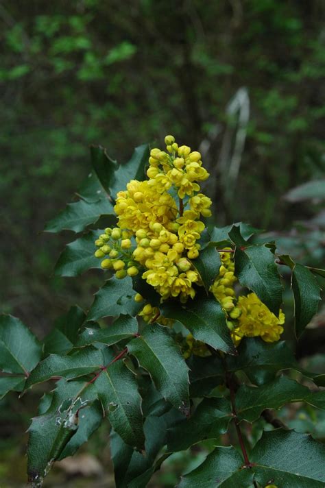 Sword Fern • East Multnomah Soil & Water Conservation Distric