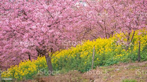 Beautiful Cherry Blossom In Matsuda Japan Stock Photo - Download Image Now - Asia, Beauty ...