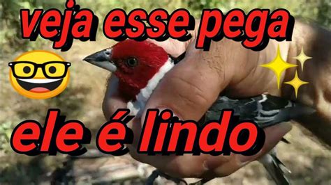 Peguei Um Lindo P Ssaro Galo De Campina E Muito Querido Pelos