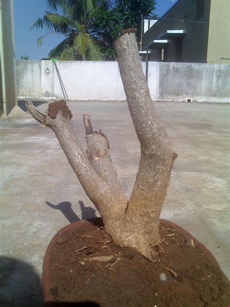 Indian Bonsai: Kasturi flower tree - progression series