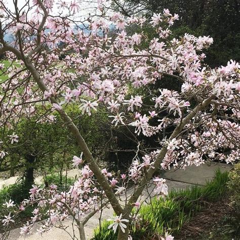 Magnolia Stellata Rosea Buy Pink Star Magnolia Shrubs And Bushes