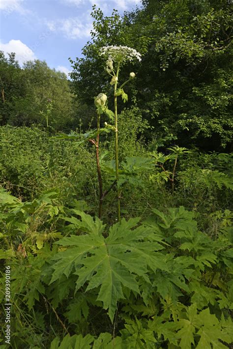 Riesen Bärenklau Heracleum mantegazzianum giant hogweed Stock Photo