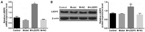 LSDP5 Expression In LO2 Cells A And B Experiments Were Divided Into