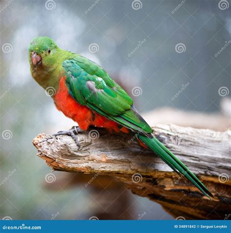 Australian King Parrot Female Stock Photography - Image: 34891842