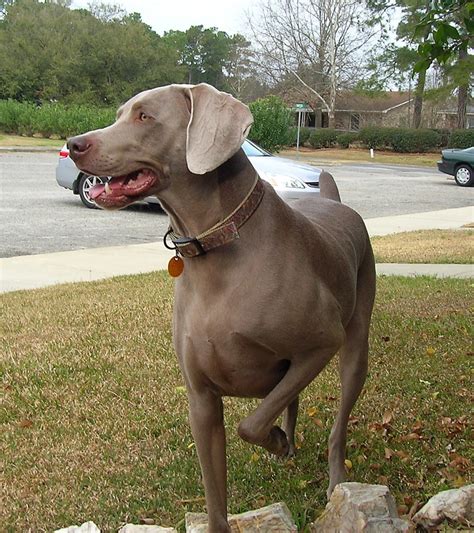 Pin by Jerriann Ross on Weimaraner Puppies | Weimaraner puppies, Weimaraner, Dog breeds